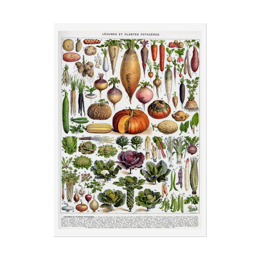 Vintage Vegetable Chart Poster - Rolled Posters, Wall Art, Kitchen Decor, Farmhouse Print, Educational Poster, Botanical Illustration - Old School Male 