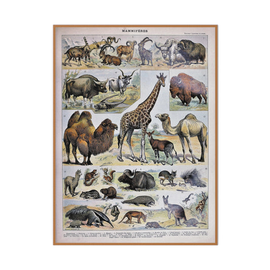 Mammal Taxonomy Matte Canvas, Stretched, 0.75" - Old School Male 