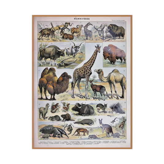 Mammal Taxonomy Matte Canvas, Stretched, 0.75" - Old School Male 